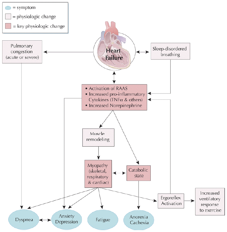 Heart Failure The Pathophysiology Of Heart Failure